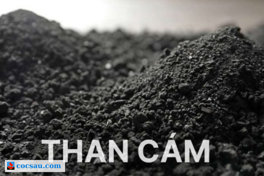 than cám là gì