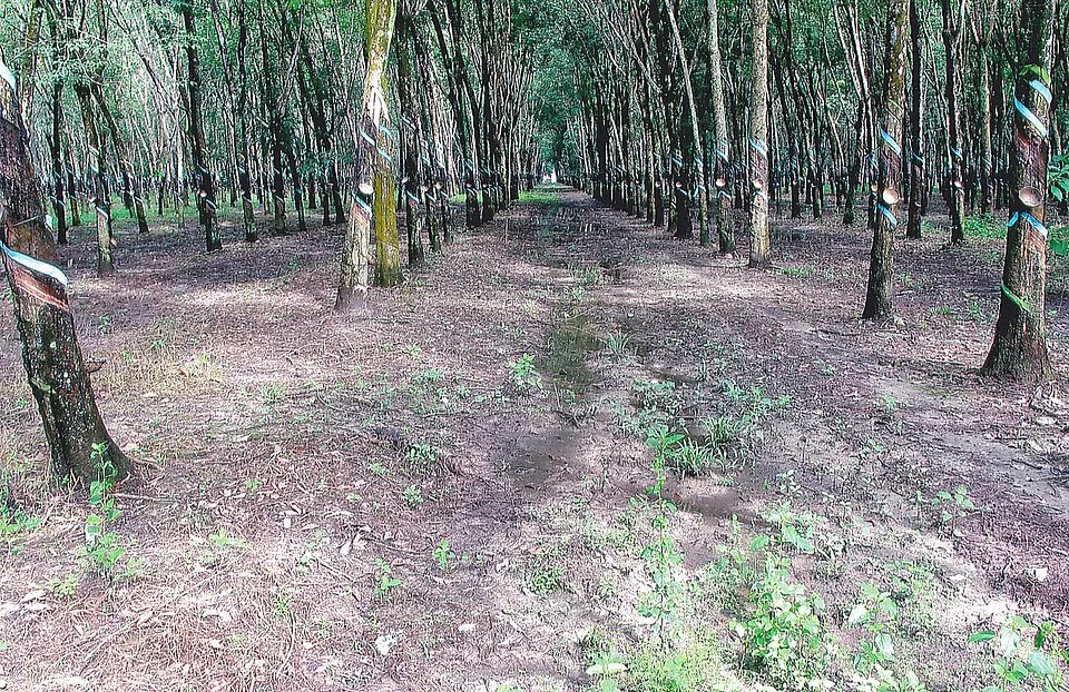 Hình minh họa: Phân tích chi tiết cổ phiếu TD6: Cơ hội và thách thức