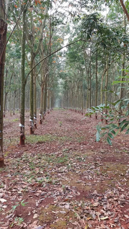 Hình minh họa: Tại sao ngành than Việt Nam lại tăng trưởng 260% vượt VN-Index?