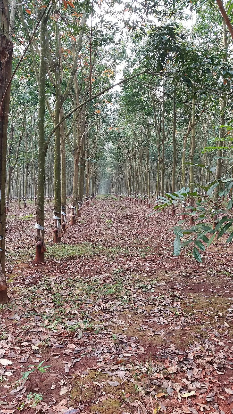 Hình minh họa: Tại sao ngành than Việt Nam lại tăng trưởng 260% vượt VN-Index?